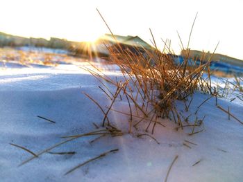 Close-up of frozen plants on field against sky