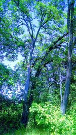 Low angle view of trees in forest