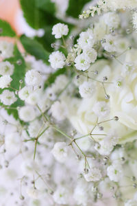 Close-up of white flowers