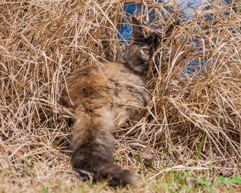 Cat lying on field