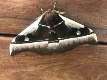 High angle view of moth on table