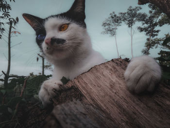 Close-up portrait of a cat