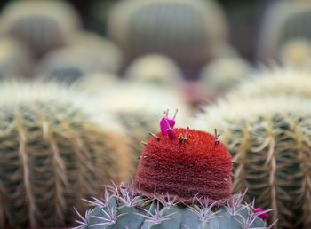 Close-up of succulent plant