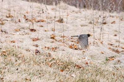 Bird flying over a land