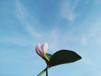 Low angle view of pink flowering plant against sky