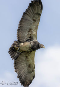 Low angle view of eagle flying against sky