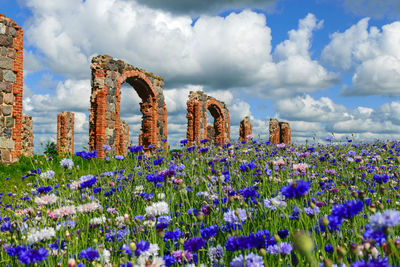 Ruins of an old barn made of boulders and red bricks in the middle of a field of cornflowers