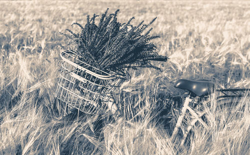 Close-up of wheat growing on field