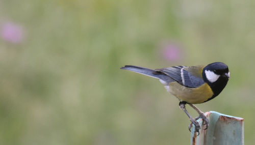 Close-up of bird perching on metal