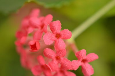 Close-up of flowers blooming outdoors