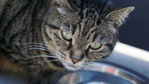 Close-up portrait of a cat