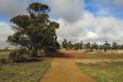 Trees on field against sky