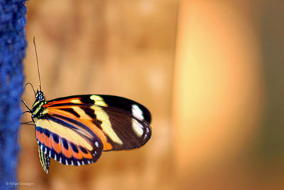 Close-up of butterfly on flower