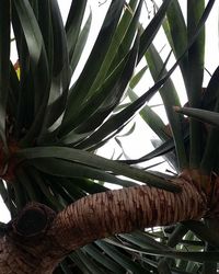 growth