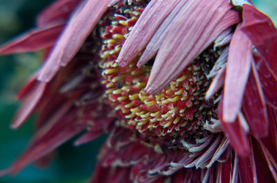 Close-up of red flowering plant