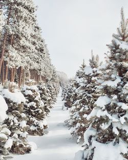 Snow covered trees against sky