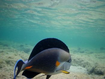Close-up of fish in sea