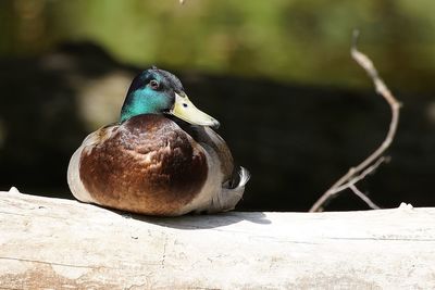 Close-up of an animal