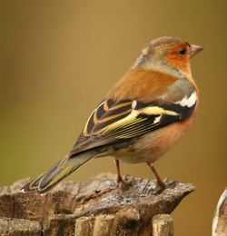 Close-up of bird perching outdoors