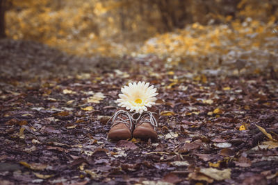 Close-up of white flower on shoes