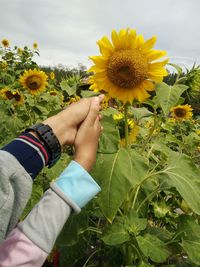 Close-up of couple hands against sunflower field