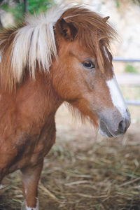 Close-up of horse standing outdoors