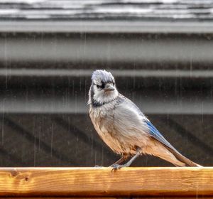 Close-up of bird perching on railing