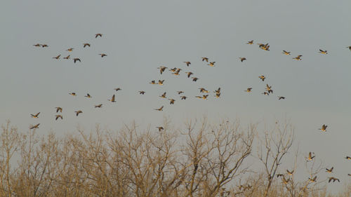 Low angle view of birds flying against sky