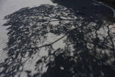 High angle view of shadow of tree on street