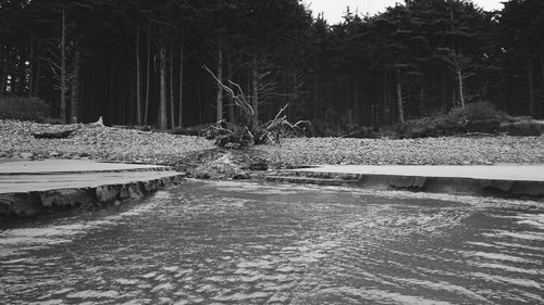 Road passing through forest