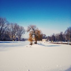 Bare trees on snow covered landscape against blue sky