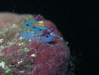 Close-up of fish swimming in sea