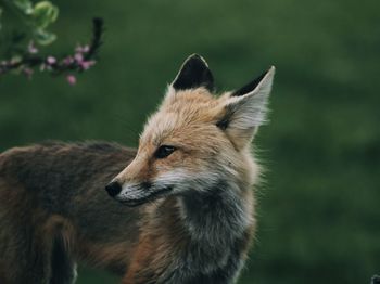 animal