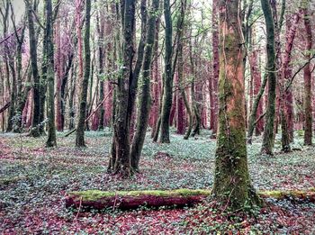 Trees in forest