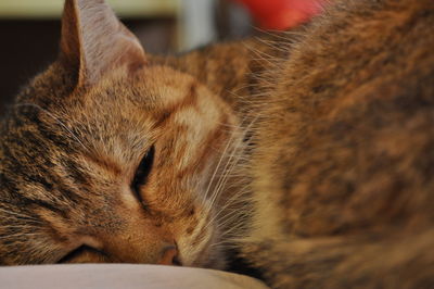 Close-up of cat sleeping