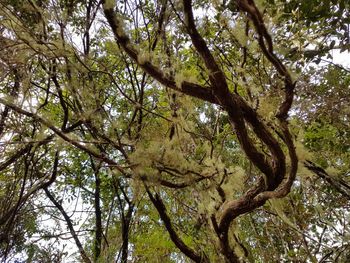 Low angle view of trees in forest against sky