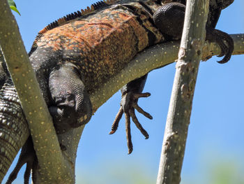 Low angle view of lizard on tree against sky