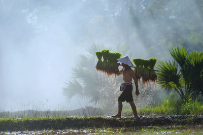 Asian farmer bearing rice seedlings on the back before the grown in paddy field,