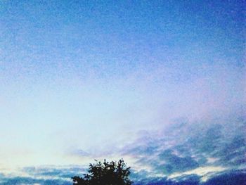 Low angle view of trees against blue sky