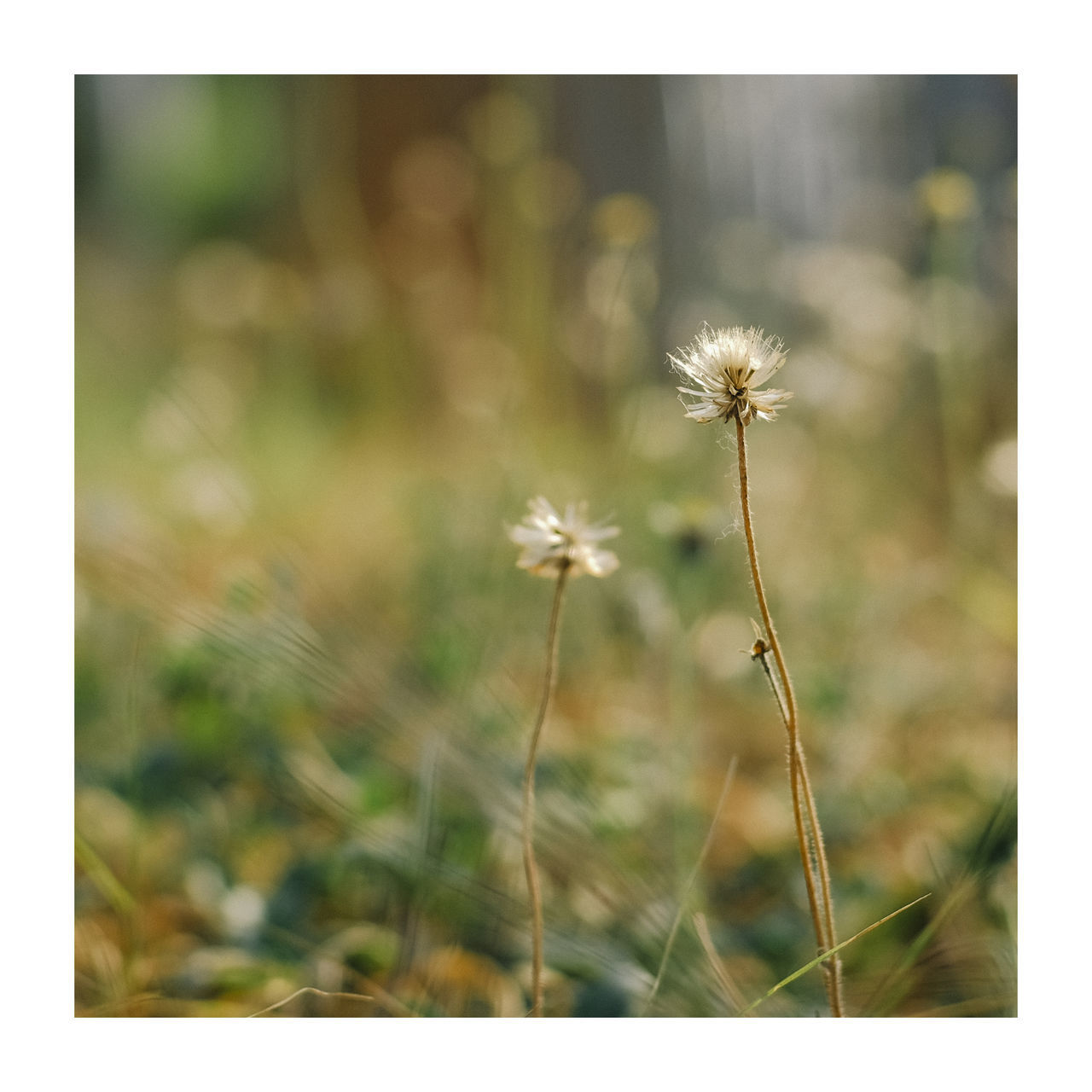 CLOSE-UP OF DANDELION GROWING ON FIELD