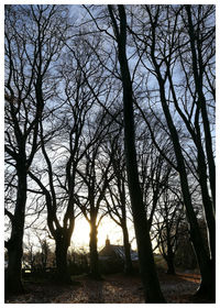 Close-up of silhouette trees against sky