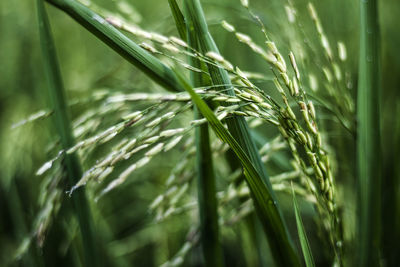 Close-up of rice growing on field