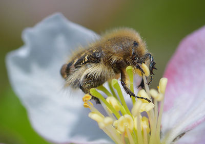 Close-up of bee on flower