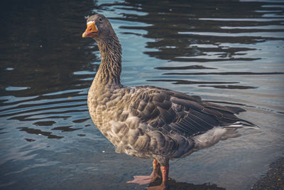 Duck swimming in lake