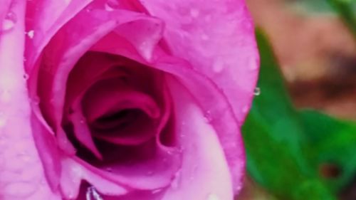 Macro shot of rose flower