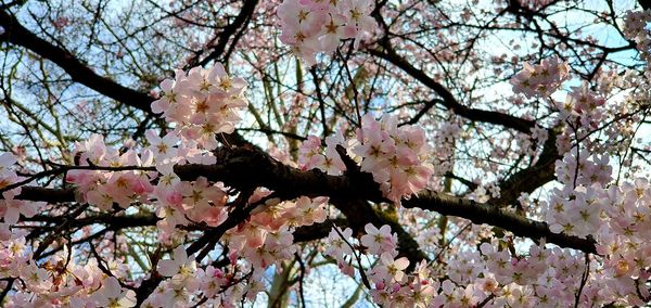 Low angle view of cherry blossoms in spring