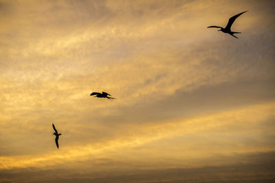 Low angle view of silhouette birds flying in sky