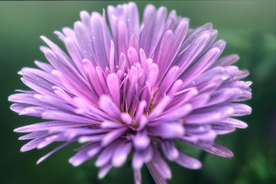 Close-up of pink flower