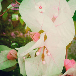 Close-up of pink bougainvillea blooming outdoors