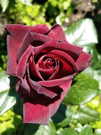 Close-up of red rose